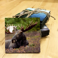 Moose Wooden Coaster